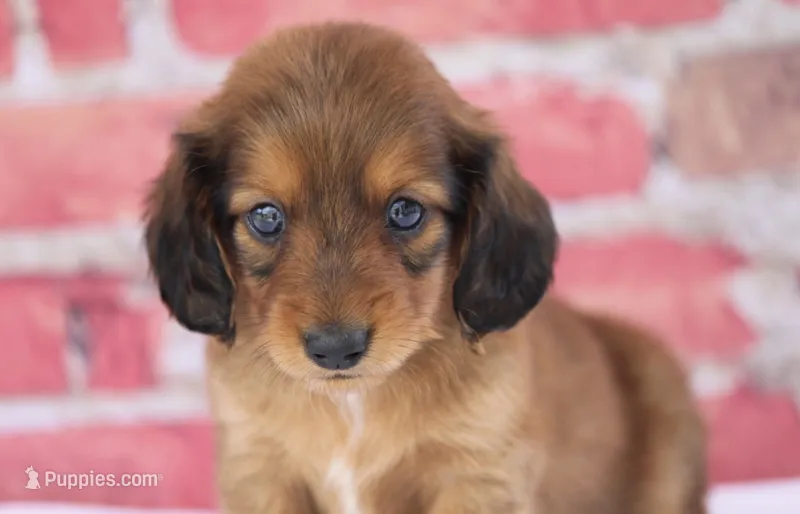 Nile – Miniature Dachshund puppy for sale in Canton, TX