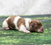 Jazzy, a female Miniature Dachshund for sale in Canton, TX – 4 of 5