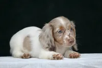 Turbo, a male Miniature Dachshund for sale in Canton, TX – 3 of 8