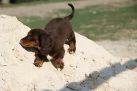 Leddie, a female Miniature Dachshund for sale in Canton, TX – 5 of 9