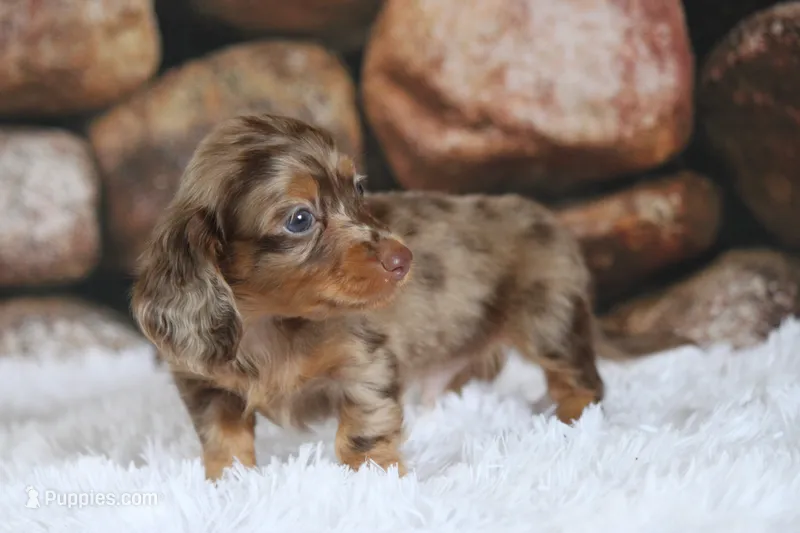 Bravo – Miniature Dachshund puppy for sale in Canton, TX