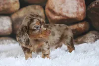 Bravo, a male Miniature Dachshund for sale in Canton, TX – 2 of 9