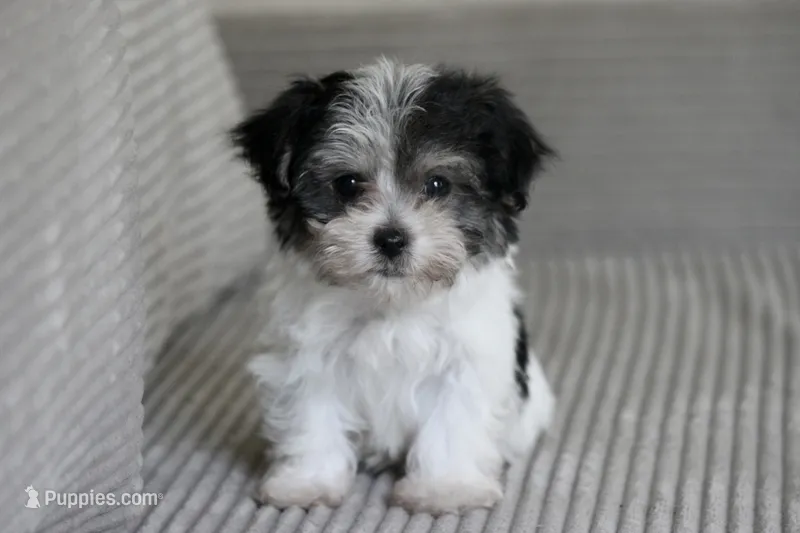 Flint – Havanese puppy for sale in Canton, TX