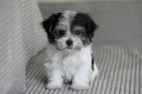Flint, a male Havanese for sale in Canton, TX – 1 of 9