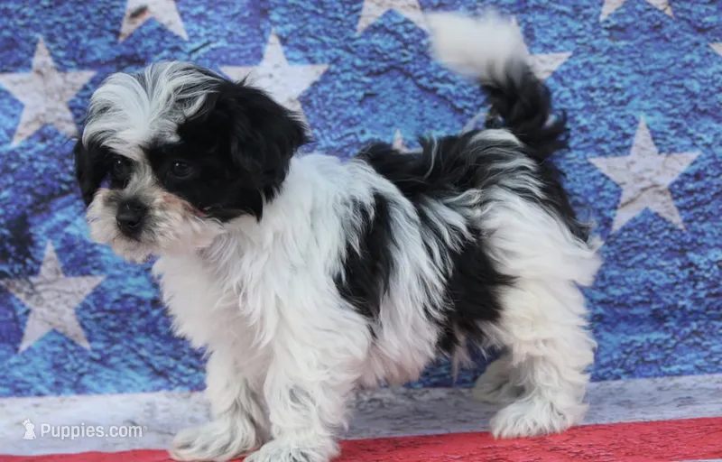 Brady – Poodle - Toy , Havapoo puppy for sale in Canton, TX