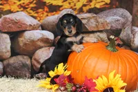 Glory, a female Miniature Dachshund for sale in Canton, TX – 6 of 6