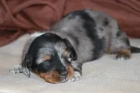 Zero, a male Miniature Dachshund for sale in Canton, TX – 2 of 7