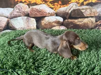 Loman, a male Miniature Dachshund for sale in Canton, TX – 5 of 5