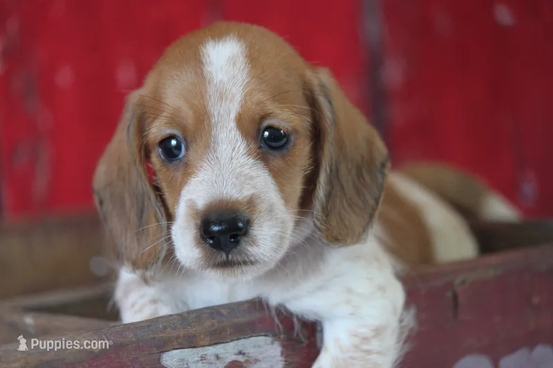 Moses wire hair – Miniature Dachshund puppy for sale in Canton, TX