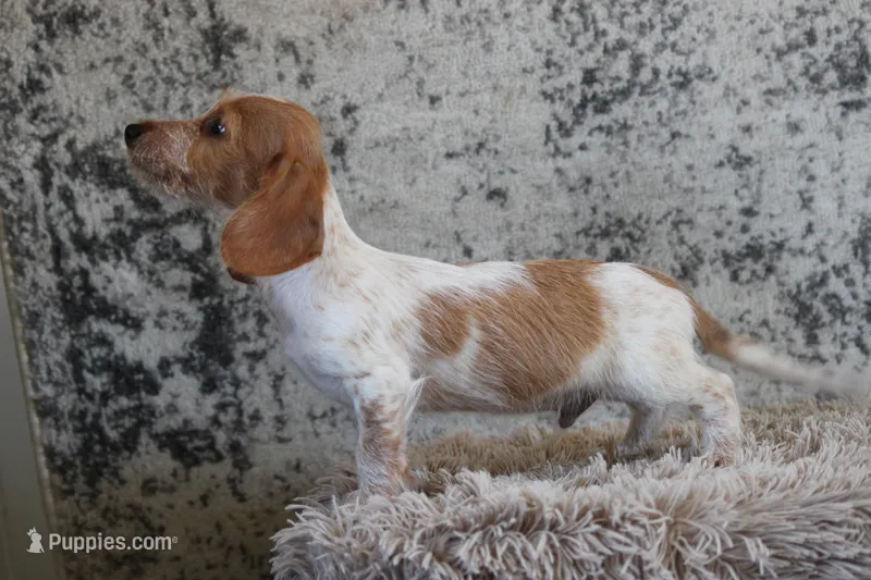 Moses wire hair – Miniature Dachshund puppy for sale in Canton, TX