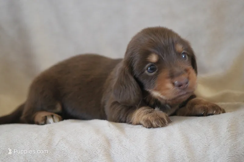 Brandy – Miniature Dachshund puppy for sale in Canton, TX
