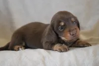 Brandy, a female Miniature Dachshund for sale in Canton, TX – 1 of 4
