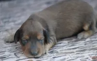 Nile, a male Miniature Dachshund for sale in Canton, TX – 3 of 5