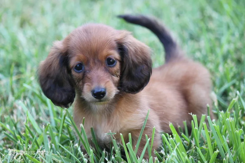 Nape – Miniature Dachshund puppy for sale in Canton, TX