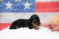 Nova, a female Miniature Dachshund for sale in Canton, TX – 8 of 10