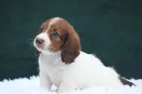 Jorey , a female Miniature Dachshund for sale in Canton, TX – 3 of 9
