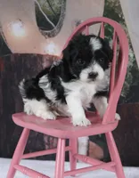 Briar , a female Poodle - Toy  and Havapoo for sale in Canton, TX – 5 of 5