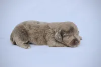 Journee, a female Miniature Dachshund for sale in Canton, TX – 8 of 8