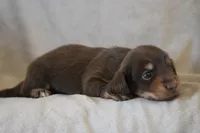 Brandy, a female Miniature Dachshund for sale in Canton, TX – 4 of 4