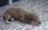 Nort , a male Miniature Dachshund for sale in Canton, TX – 1 of 6
