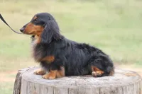 Nero, a male Miniature Dachshund for sale in Canton, TX – 6 of 6