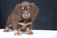 Tesla, a female Miniature Dachshund for sale in Canton, TX – 6 of 9