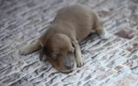 Nero, a male Miniature Dachshund for sale in Canton, TX – 3 of 6