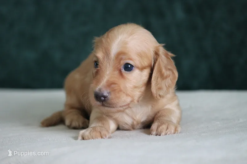 Delta – Miniature Dachshund puppy for sale in Canton, TX