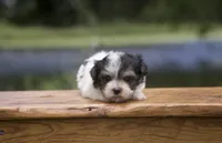 Flint, a male Havanese for sale in Canton, TX – 3 of 3