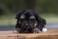 Finlo , a male Havanese for sale in Canton, TX – 3 of 5