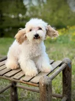 Brazos , a male Poodle - Toy  and Havapoo for sale in Canton, TX – 5 of 6