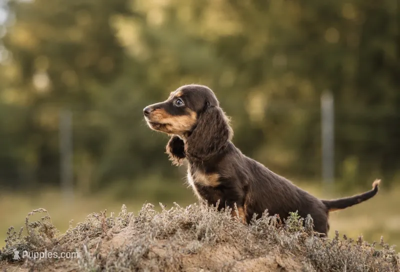 Tandy – Miniature Dachshund puppy for sale in Canton, TX