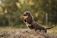 Tandy, a female Miniature Dachshund for sale in Canton, TX – 1 of 4