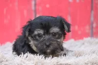 Finlo , a male Havanese for sale in Canton, TX – 4 of 9