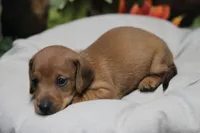 Sampson, a male Miniature Dachshund for sale in Canton, TX – 7 of 9