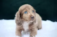 Journee, a female Miniature Dachshund for sale in Canton, TX – 4 of 8
