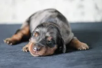Echo, a female Miniature Dachshund for sale in Canton, TX – 1 of 2