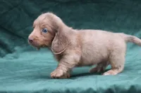 Jonas, a male Miniature Dachshund for sale in Canton, TX – 3 of 10