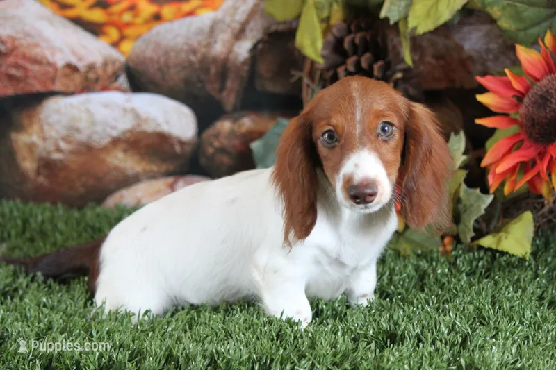 Jorey  – Miniature Dachshund puppy for sale in Canton, TX