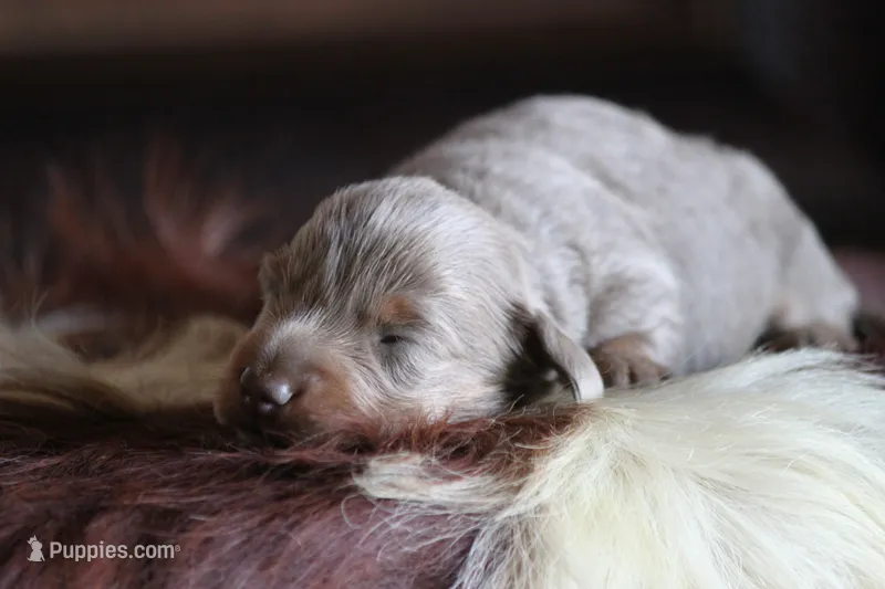 Lorenzo  – Miniature Dachshund puppy for sale in Canton, TX