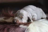 Lorenzo , a male Miniature Dachshund for sale in Canton, TX – 1 of 6