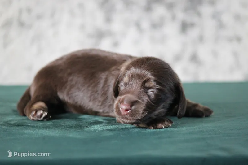 Tesla – Miniature Dachshund puppy for sale in Canton, TX