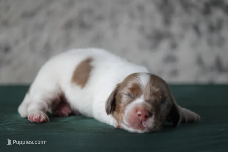 Turbo – Miniature Dachshund puppy for sale in Canton, TX