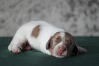 Turbo, a male Miniature Dachshund for sale in Canton, TX – 1 of 2