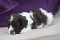Hula, a female Cockapoo for sale in Canton, TX – 2 of 6