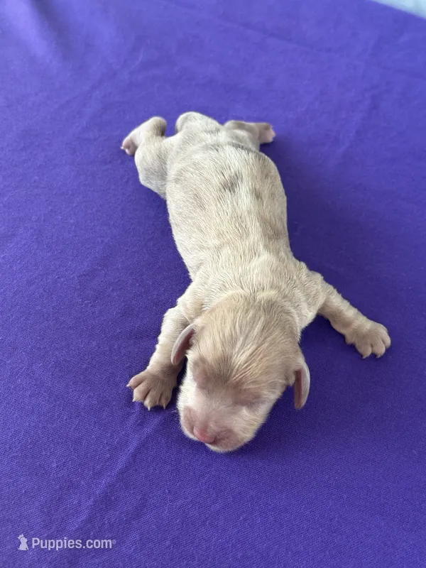 Journee – Miniature Dachshund puppy on hold in Canton, TX