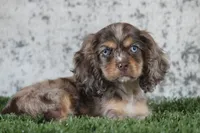 Chaz, a male Cocker Spaniel for sale in Canton, TX – 2 of 9