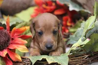 Sampson, a male Miniature Dachshund for sale in Canton, TX – 3 of 9