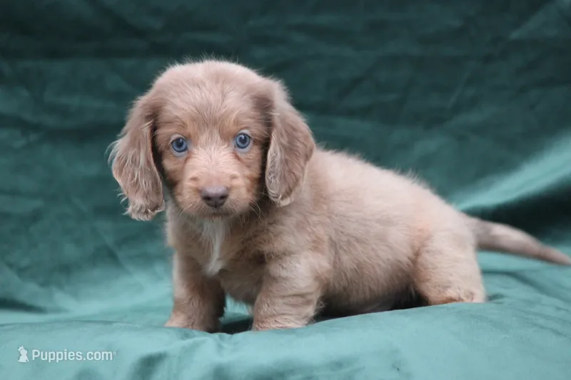 Jonas – Miniature Dachshund puppy for sale in Canton, TX