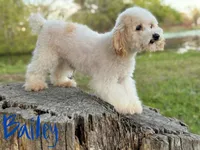 Briggs, a male Poodle - Toy  and Havapoo for sale in Canton, TX – 6 of 6